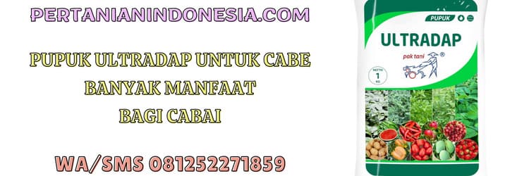 pupuk,ultradap,pupuk ultradap,cabe,cabai